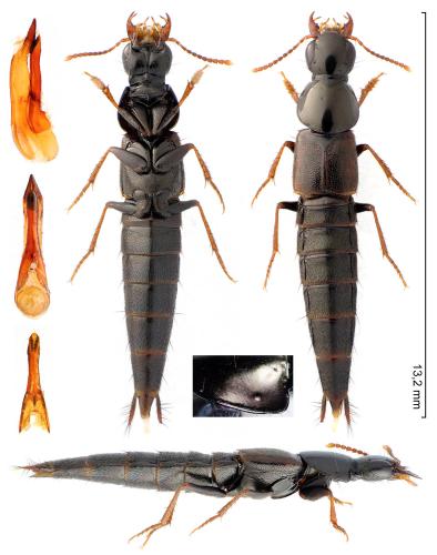 Quedius ochropterus
